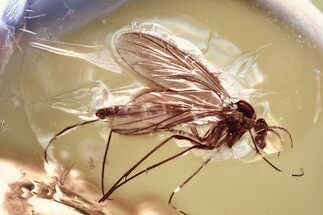 Detailed Fossil Fungus Gnat (Mycetophilidae) In Baltic Amber #372579
