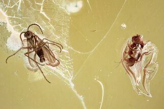 Fossil Scuttle Fly and Dark-Wing Fungus Gnat in Baltic Amber #372581