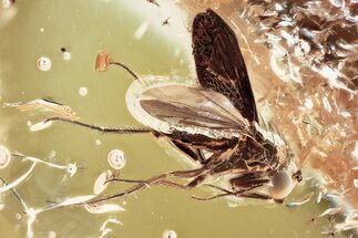 Detailed Fossil Long-Legged Fly (Dolichopodidae) in Baltic Amber #372582