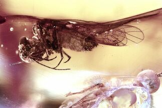 Detailed Fossil Barklouse (Psocodea) In Baltic Amber #372589