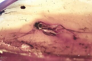 Detailed Fossil Fungus Gnat (Mycetophilidae) In Baltic Amber #372614