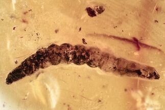 Detailed Fossil Fly Larva (Diptera) In Baltic Amber #372616