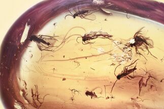 Fossil Dark-Winged Fungus Gnat Swarm (Sciaridae) In Baltic Amber #372624