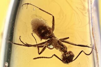 Detailed Fossil Ant (Formicidae) In Baltic Amber #372611