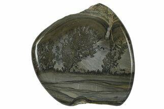 Triassic Aged Stromatolite Fossil - England #365738