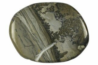 Triassic Aged Stromatolite Fossil - England #365749
