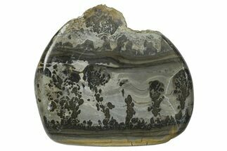Triassic Aged Stromatolite Fossil - England #365752