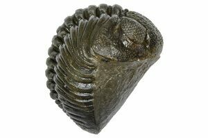 Austerops Trilobite Mortality Plate From Jorf - 40 Individuals