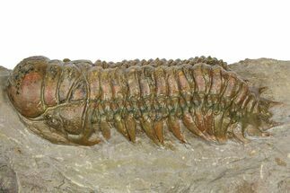 Detailed Crotalocephalina Trilobite - Atchana, Morocco #372402