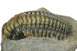 Large Crotalocephalina Trilobite - Atchana, Morocco #372405