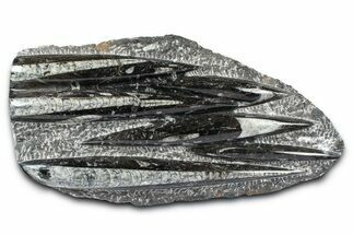 Polished Fossil Orthoceras (Cephalopod) Plate - Morocco #372642