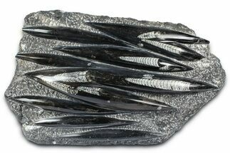 Polished Fossil Orthoceras (Cephalopod) Plate - Morocco #372643