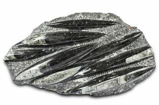 Polished Fossil Orthoceras (Cephalopod) Plate - Morocco #372649