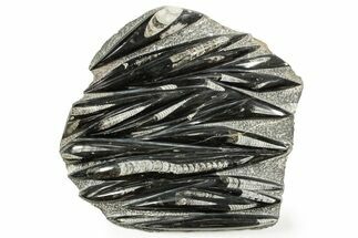 Polished Fossil Orthoceras (Cephalopod) Plate - Morocco #372655