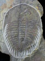 Excellent Wanneria Trilobite - BC, Canada #19648