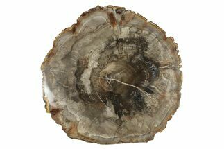 Polished Petrified Wood (Araucaria) Round - Madagascar #372768