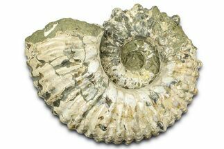 Large, Bumpy Ammonite (Douvilleiceras) Fossil - Madagascar #372688