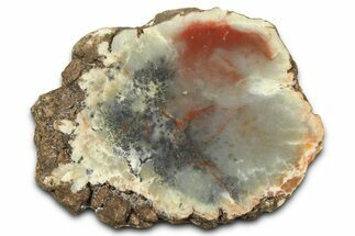 Dinosaur Coprolite Nodule Slice - Utah #372711