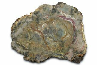 Dinosaur Coprolite Nodule Slice - Utah #372748