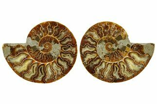 Cut & Polished Ammonite Fossil - Madagascar #369552