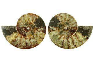 Cut & Polished Ammonite Fossil - Madagascar #369557