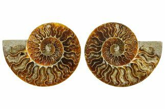 Cut & Polished Ammonite Fossil - Madagascar #369565