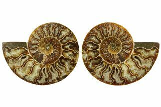 Cut & Polished Ammonite Fossil - Madagascar #369567