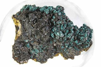 Teal Blue Rosasite on Goethite - Mexico #372781