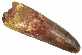 Fossil Spinosaurus Tooth - Real Dinosaur Tooth #372894
