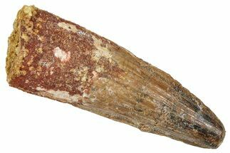 Fossil Spinosaurus Tooth - Real Dinosaur Tooth #372899