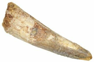 Fossil Spinosaurus Tooth - Real Dinosaur Tooth #372902
