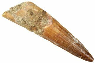 Fossil Spinosaurus Tooth - Real Fossil Tooth #372911