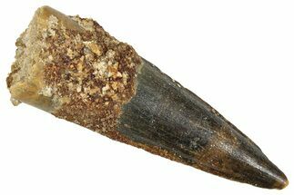 Fossil Spinosaurus Tooth - Real Fossil Tooth #372916