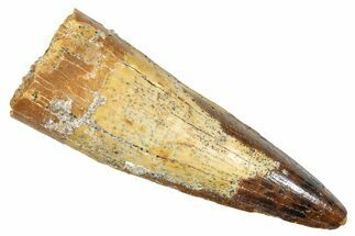 Fossil Spinosaurus Tooth - Real Fossil Tooth #372923