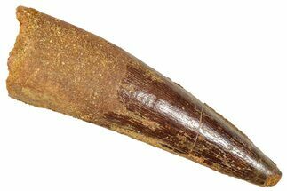 Fossil Spinosaurus Tooth - Real Fossil Tooth #372930