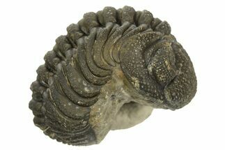 Wide, Curled Morocops Trilobite - Morocco #323244