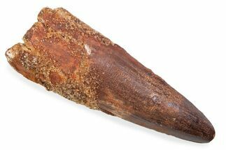 Fossil Spinosaurus Tooth - Real Fossil Tooth #372860