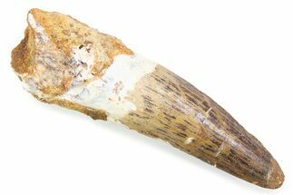 Fossil Spinosaurus Tooth - Real Fossil Tooth #372866