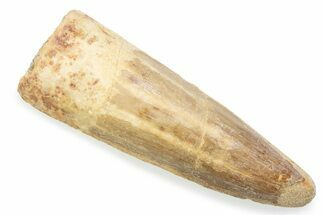 Fossil Spinosaurus Tooth - Feeding Worn Tooth #372882