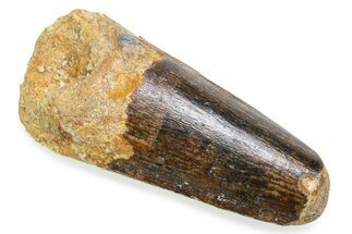 Fossil Spinosaurus Tooth - Feeding Worn Tooth #372889
