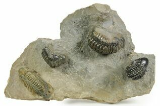 Trilobite Fossils For Sale