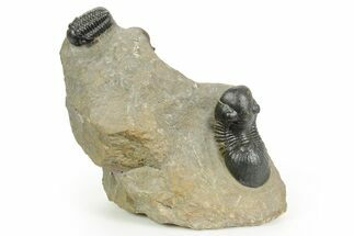 Paralejurus Trilobite With Crotalocephalina & Reedops #372409