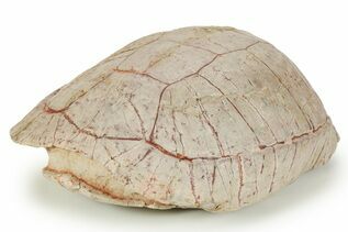 Premium Specimens For Sale