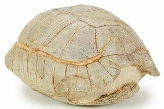 Inflated Fossil Tortoise (Stylemys) - South Dakota #373014