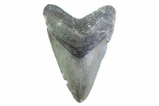 Fossil Megalodon Tooth - North Carolina #373159