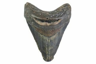 Fossil Megalodon Tooth - North Carolina #373160