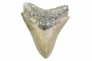 Serrated, Fossil Megalodon Tooth - North Carolina #373163
