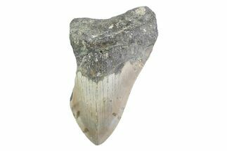 Partial, Fossil Megalodon Tooth - North Carolina #373174