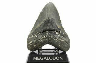 Fossil Shark Teeth For Sale