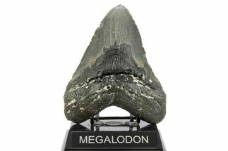 Huge, Fossil Megalodon Tooth - North Carolina #373109